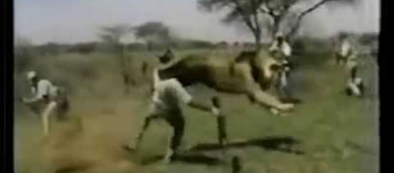 Λιοντάρι επιτίθεται σε άνθρωπο και ... (βίντεο)
